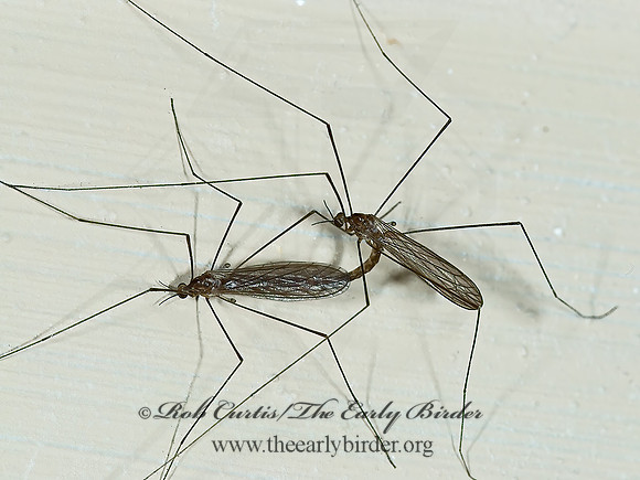 Dicranomyia  LIMONIID CRANE FLY 7003526z