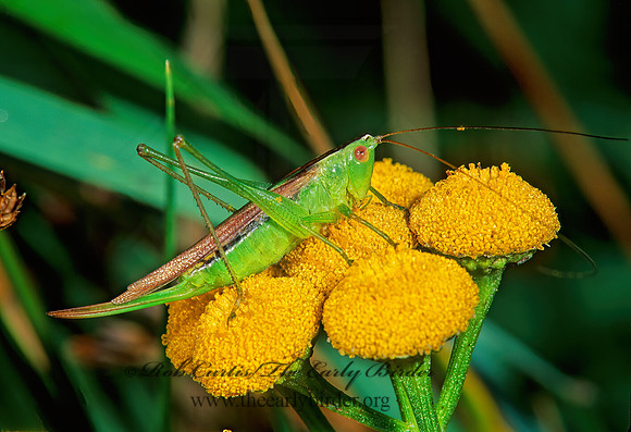 Conocephalus fasciatus fasciatus 211008z