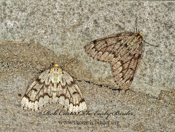 Nepytia canosaria FALSE HEMLOCK LOOPER MOTH1115307z