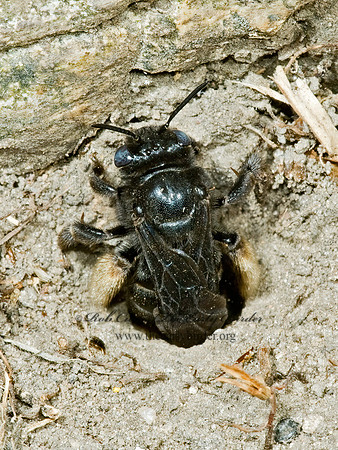 Melissodes bimaculatus  2-SPOTTED LONGHORN BEE 5011266z