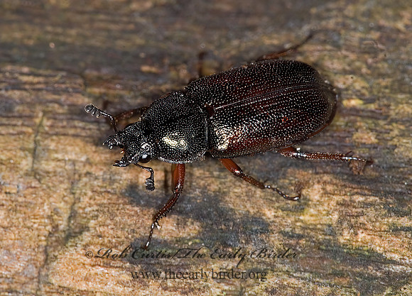 Platycerus virescens 6007206z