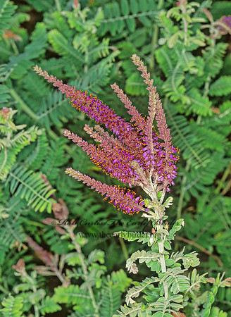 Amorpha canescens  LEADPLANT 1110732z
