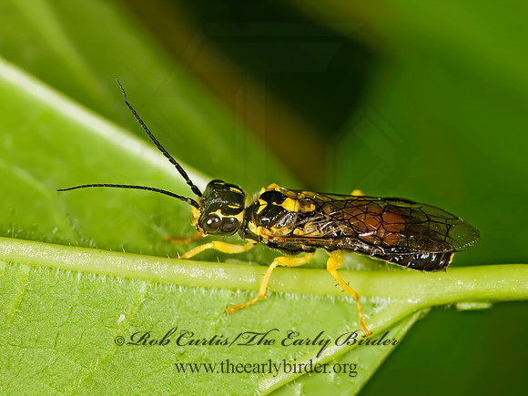 Pamphilius phyllisae 8014235z