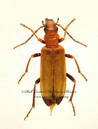 Nacerdes melanura 9020560z