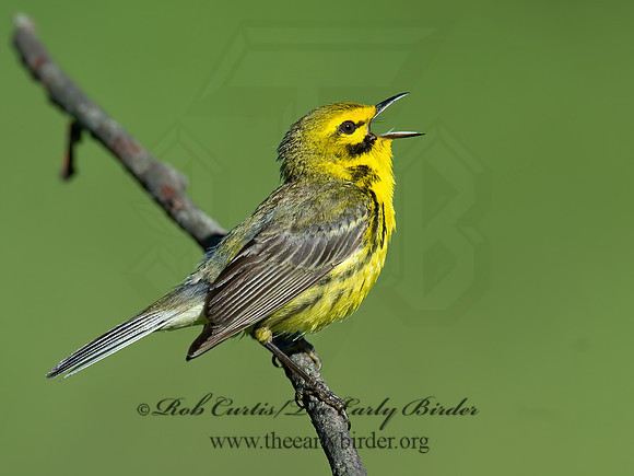 Setophaga discolor = PRAIRIE WARBLER  9023593z