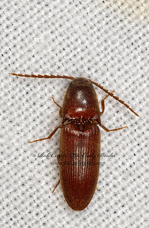 Anchastus rufus  CLICK BEETLE 3030757z