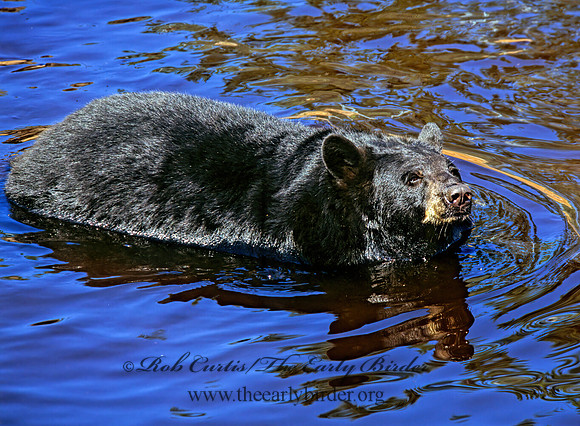 Ursus americanus  BLACK BEAR  302019z