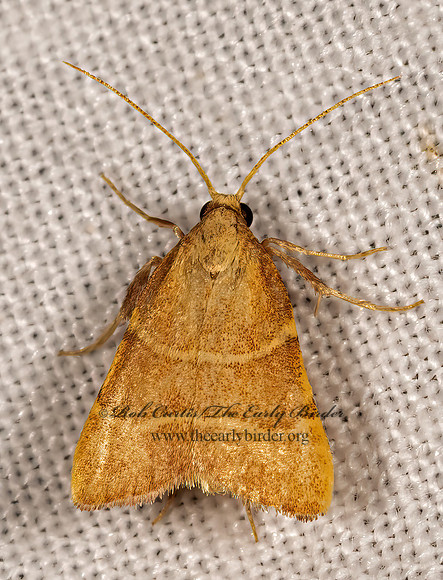 Parachma ochracealis  OCHRE PARACHMAN MOTH 3034906z
