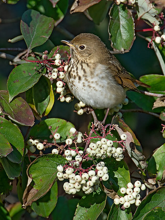 Catharus guttatus  HERMIT THRUSH 9015465z