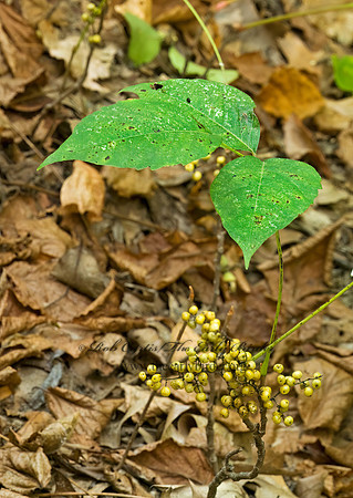 Toxicodendron  radicans  POISON IVY 7015509z