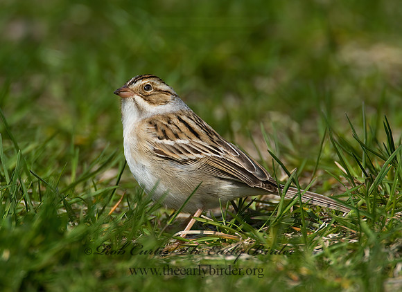 Spizella pallida  CLAY-COLORED SPARROW 8002435z