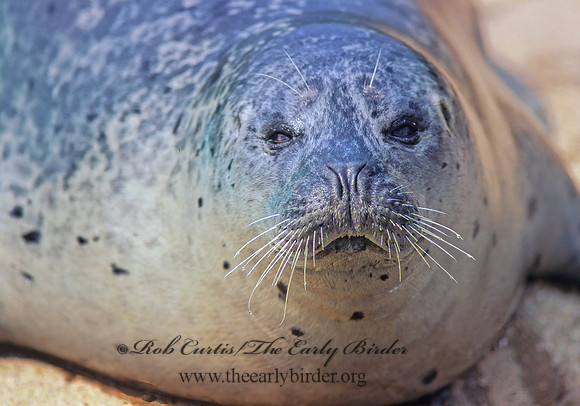 Phoca vitulina  HARBOR SEAL 59003z