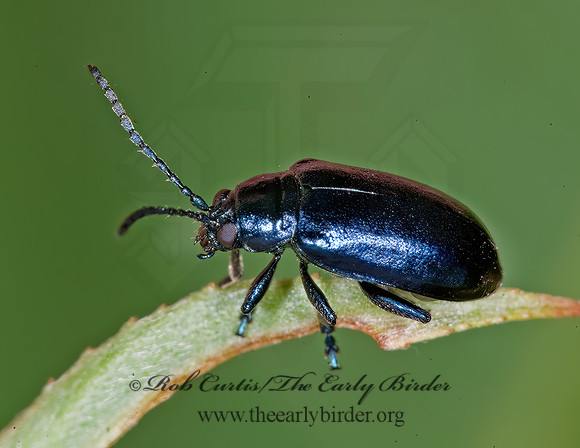 Altica subplicata 6012194z