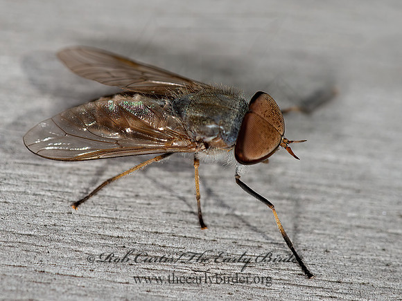 Tabanus HORSE FLY  9040892z