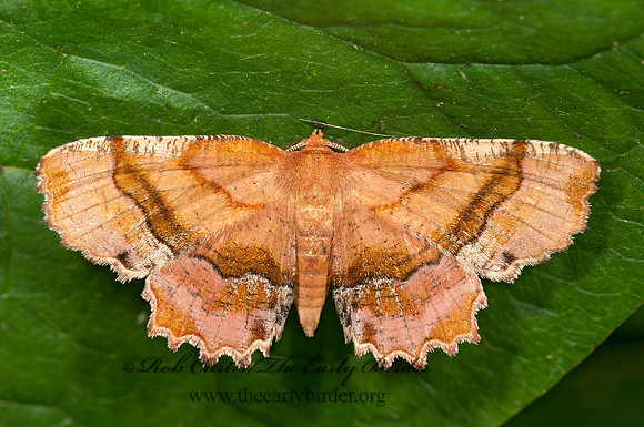 Cepphis armataria  SCALLOP GEOMETRID MOTH 3013479z