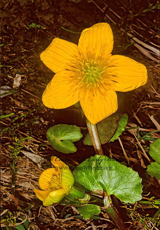 Caltha palustris  MARSH MARIGOLD 241422z