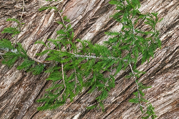 Taxodium distichum  BALD CYPRESS 3034825z