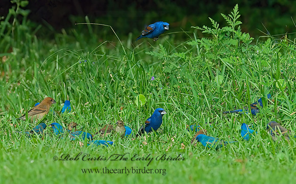 Guiraca caerulea  BLUE GROSBEAK 7002266z