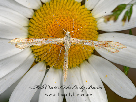 Gillmeria pallidactyla  YARROW PLUME MOTH 3021928z