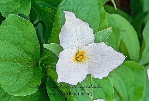 Trillium grandiflorum  WHITE TRILLIUM Trillium 265027z