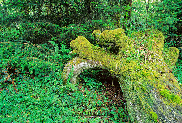 Fern Canyon - Redwoods NP 130518z
