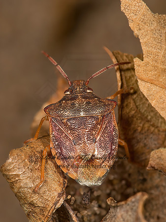Dendrocoris humeralis  PROCLETICINI STINKBUG 9047677z
