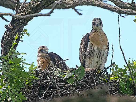 Buteo jamaicensis  RED-TAILED HAWK 9068627z