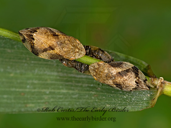 Lepyronia quadrangularis  DIAMONDBACK SPITTLEBUG 8015788z