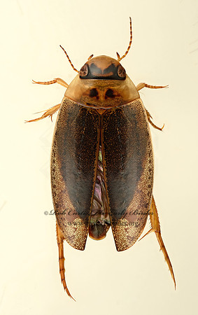 Rhantus binotatus 9019634z