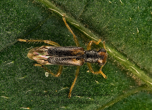 Isohydnocera curtipennis  CHECKERED BEETLE 8006545z