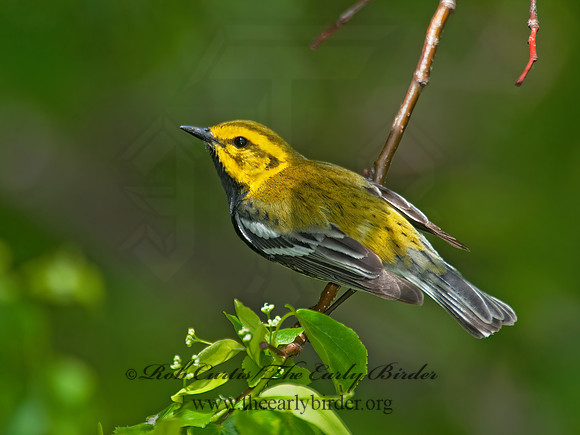 Setophaga virens  BLACK-THROATED GREEN WARBLER 8022086z