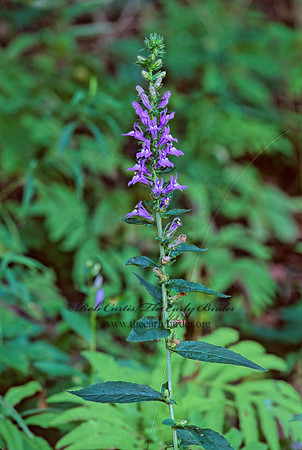 Lobelia siphilitica  GREAT BLUE LOBELIA 269208z
