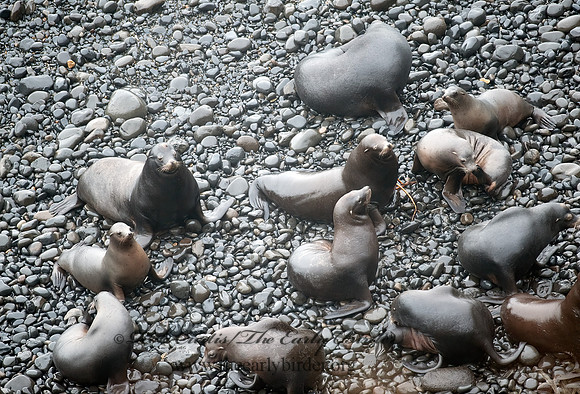 Zalophus californianus  CALIFORNIA SEA LION 8019652z