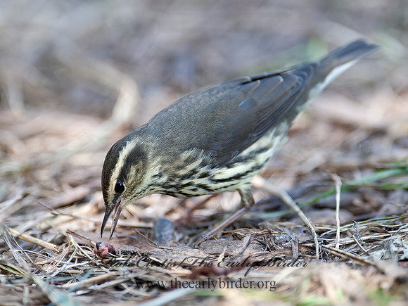 Parkesia noveboracensis  NORTHERN WATERTHRUSH 8029146z