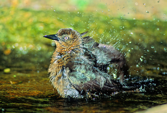 Quiscalus mexicanus  GREAT-TAILED GRACKLE 89722z