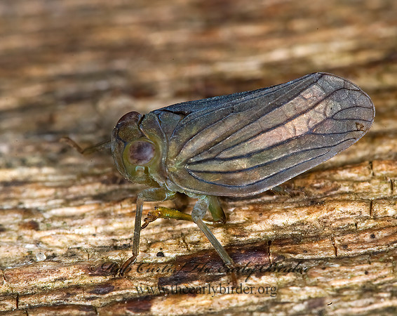 Thionia simplex 6011490 z