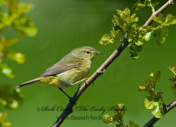 Leiothlypis celata  ORANGE-CROWNED WARBLER 8003718z
