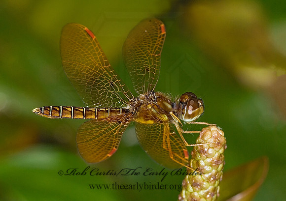Perithemis tenera EASTERN AMBERWING 6010230 M