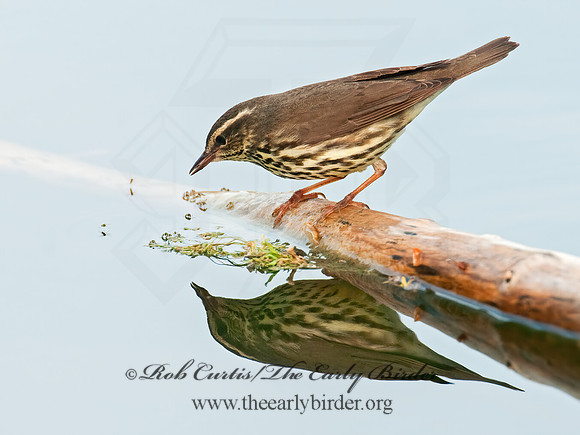 Parkesia noveboracensis  NORTHERN WATERTHRUSH 3007663z