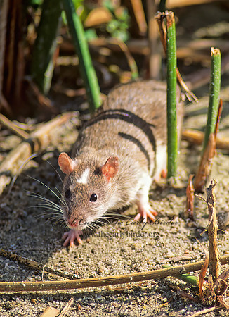 Rattus nervegicus  BROWN RAT 106622 z