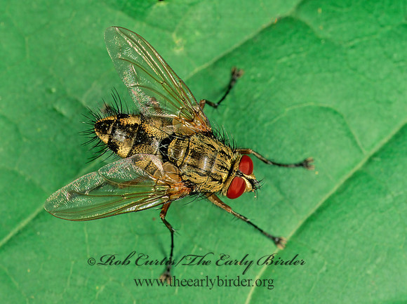 Ptilodexia DEXIINAE TACHINID FLY 243708z