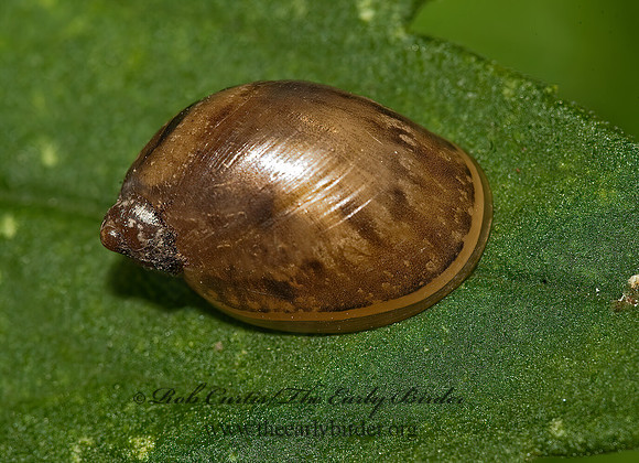 Novisuccinea ovalis SUCCINEID SNAIL 8026398z