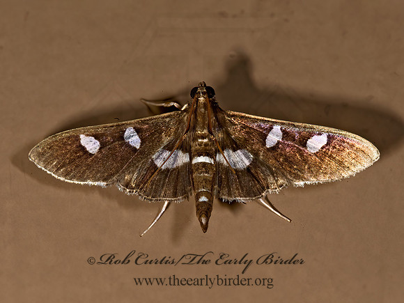 Desmia funeralis GRAPE LEAF-FOLDER MOTH 8008212z