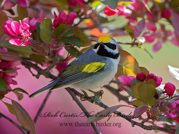 Vermivora chyrsoptera  GOLDEN-WINGED WARBLER 9029967z