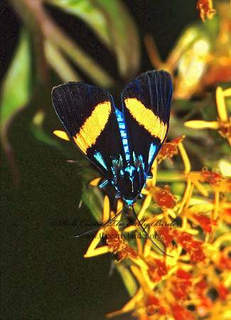 Coreura eion CTENUCHINI TIGER MOTH 206419 z