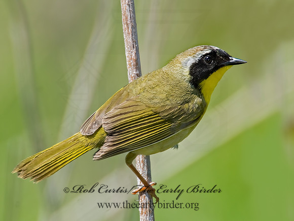 Geothylpis trichas  COMMON YELLOWTHROAT 7014827z