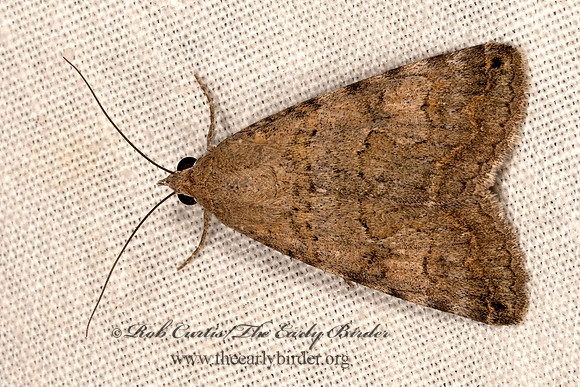 Bulia  MELIPOTINI OWLET MOTH 3034923z