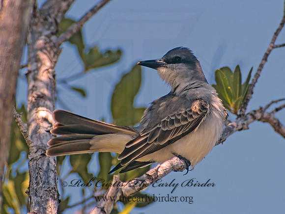 Tyrannus dominicensis  GRAY KINGBIRD 250126z