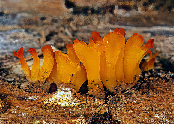 Dacrymycetaceae  FUNGUS 111603z