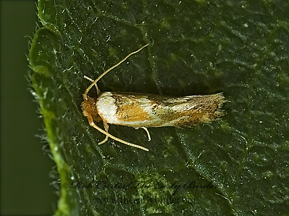 Philonome clemensella CLOTHES MOTH 5010885z